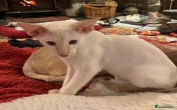 Siamese cats for sale: Blue tabby point and cinnamon tabby point boys - Image 3