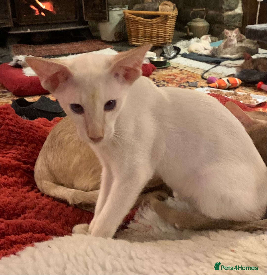 Siamese cats for sale: Blue tabby point and cinnamon tabby point boys - Image 3