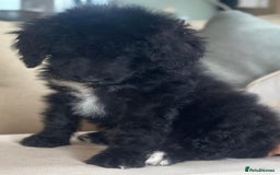 Bernedoodle dogs for sale: F1 STANDARD BERNADOODLE BOY - Image 9