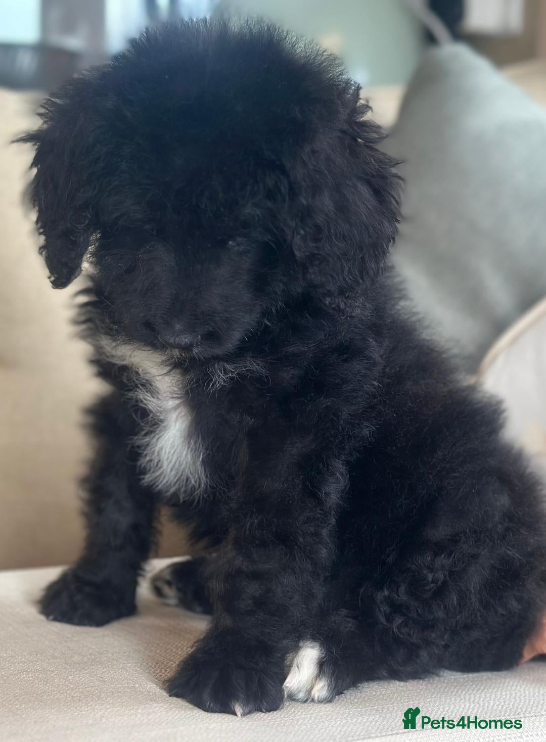 Bernedoodle dogs for sale: F1 STANDARD BERNADOODLE BOY - Image 9