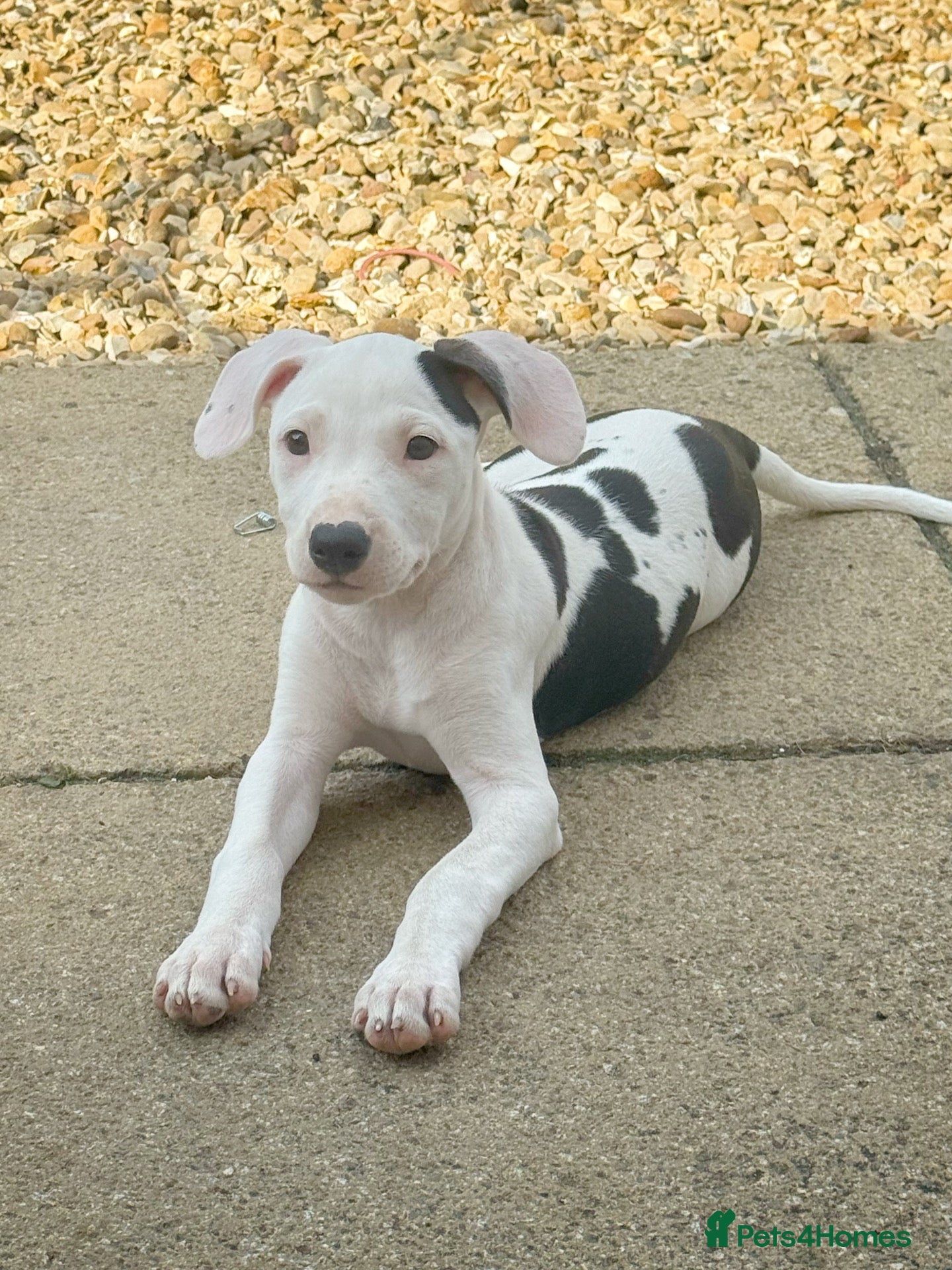 Mixed Breed dogs 1 girl left (white patch)  - Advert 14