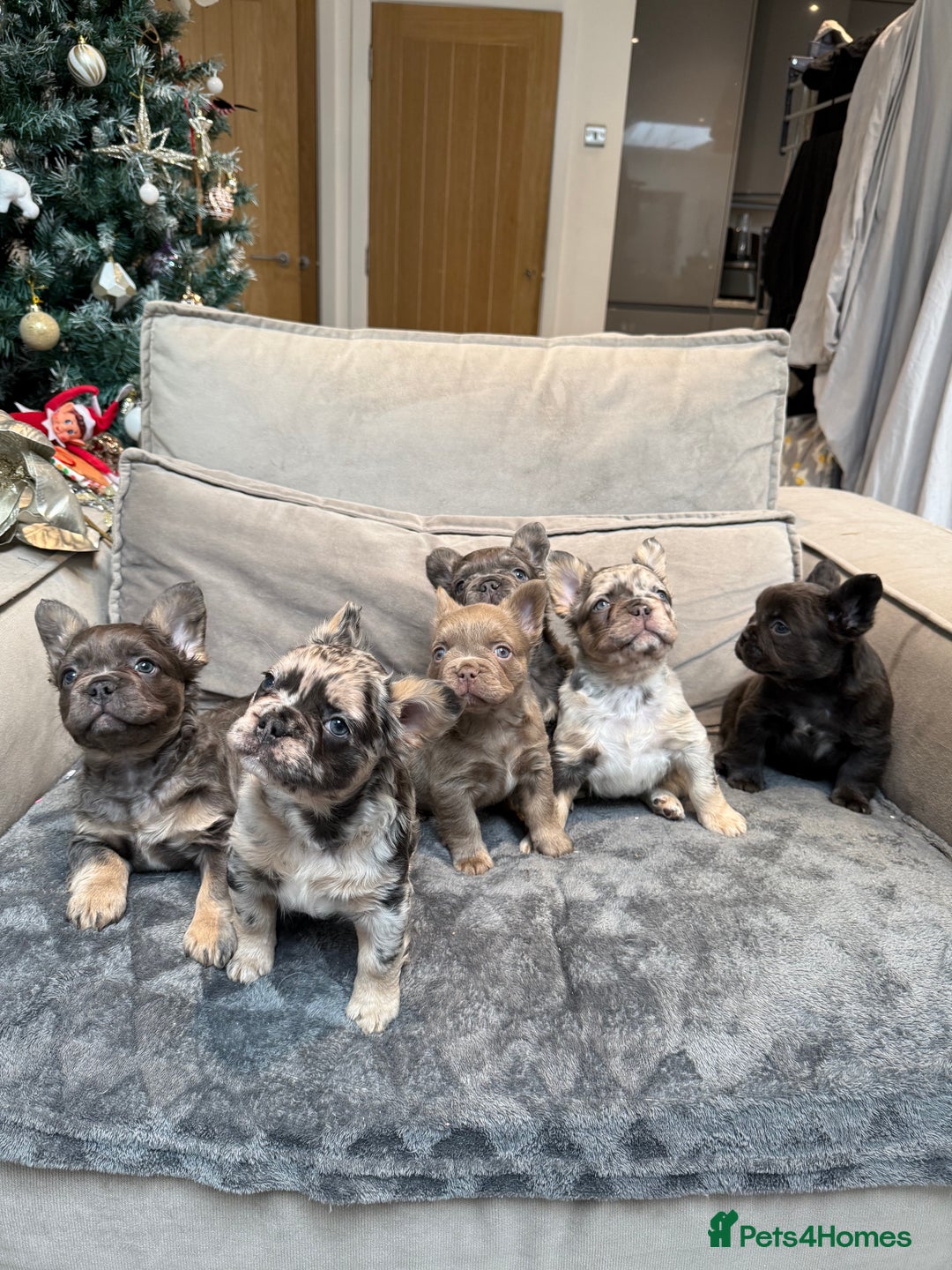 French Bulldog dogs for sale: 8weeks old Fluffy french bulldog puppies - Advert 1