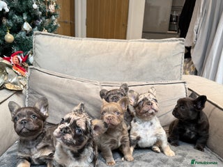 French Bulldog dogs 6 weeks old Fluffy french bulldog puppies - Advert 14