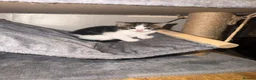 Mixed Breed cats for sale: 3 kittens half ragdoll, half domestic short hair  in Telford - Advert 3