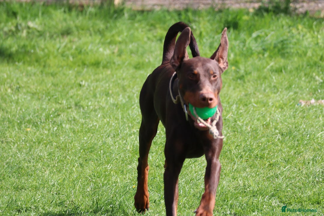 Dobermann dogs for sale: Denzel the male dobe - Advert 16