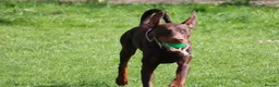 Dobermann dogs for sale: Denzel the male dobe - Advert 16