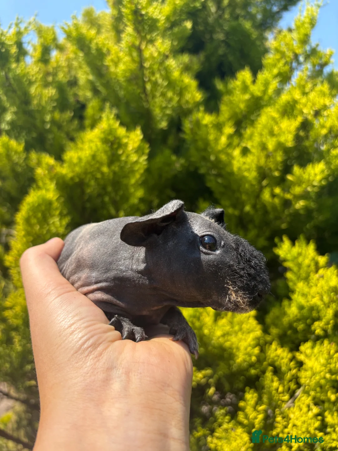 Guinea Pig rodents for sale: 6 skinny pigs for sale 💗 Girls - Advert 1