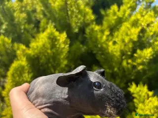 Guinea Pig rodents for sale: 6 skinny pigs for sale 💗 Girls - Advert 2