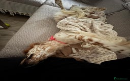 English Setter dogs for adoption: Ruby and Ellie - 2.5 years old | Female Setters - Image 4