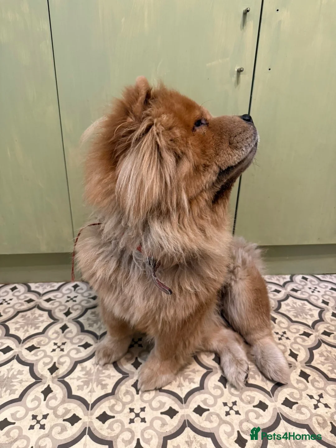 Chow Chow dogs for sale: 3 year old KC Chow Chow - Toffee  - Advert 9