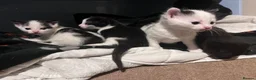 Mixed Breed cats for sale: Beautiful kittens for sale - Advert 11