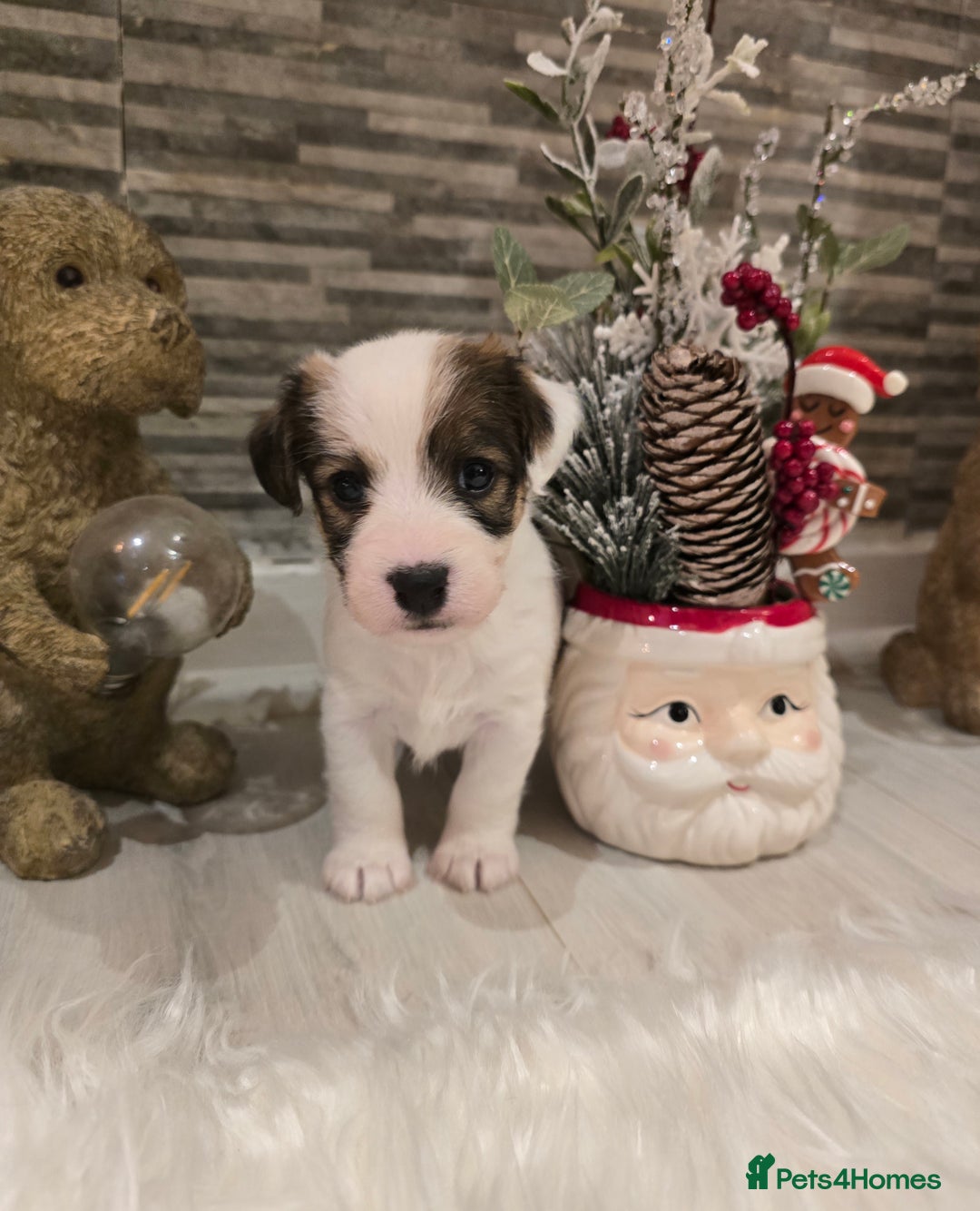 Mixed Breed dogs for sale: Five beautiful Jack Russel puppies for sale - Advert 22