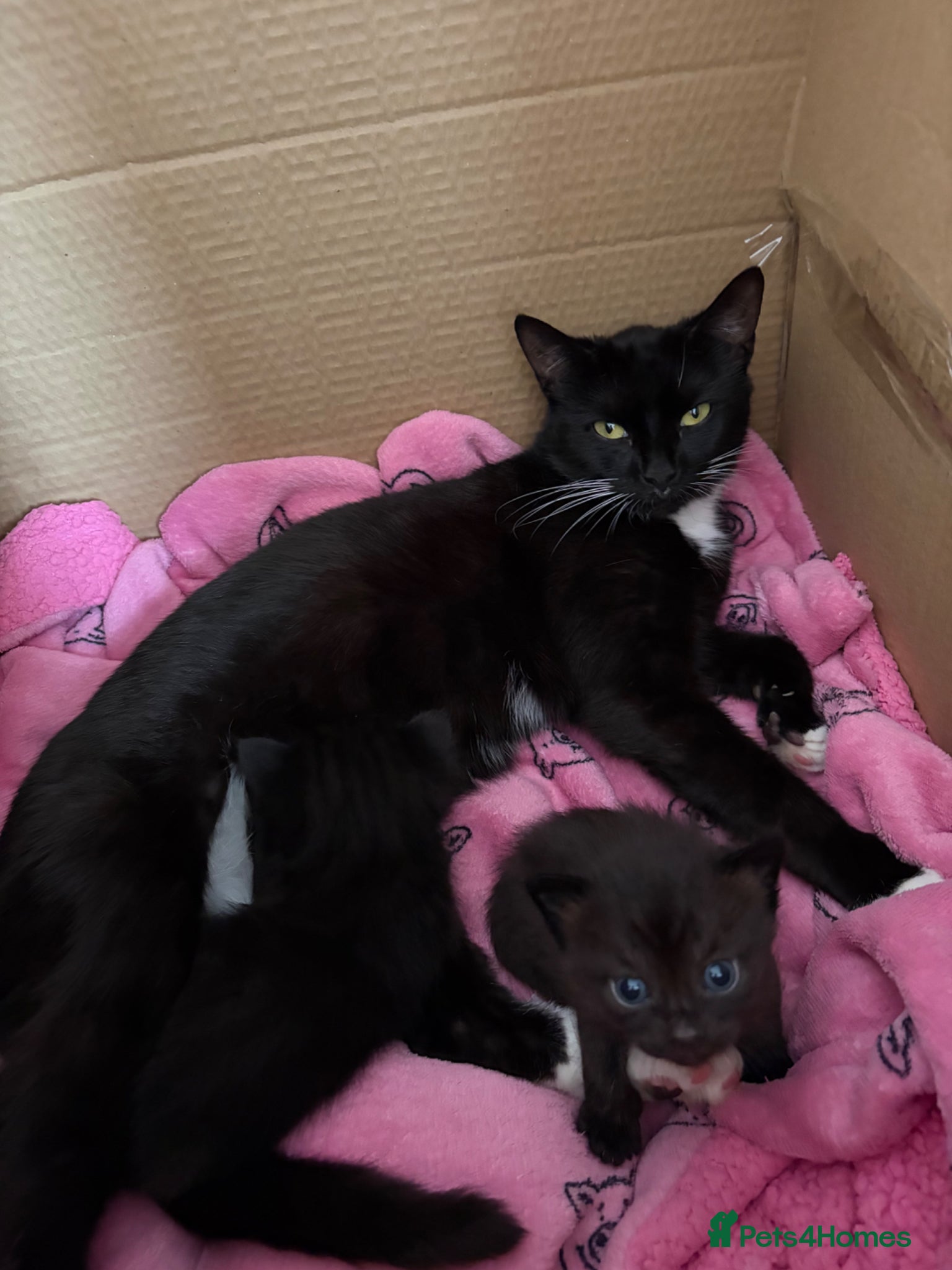 British Shorthair cats British Blue shorthair X Siamese Kittens - Advert 1