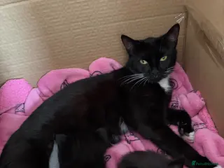 British Shorthair cats British Blue shorthair X Siamese Kittens - Advert 1