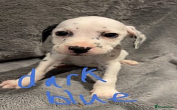 Mixed Breed dogs for sale: Dalmatianxboxer puppies  - Image 15