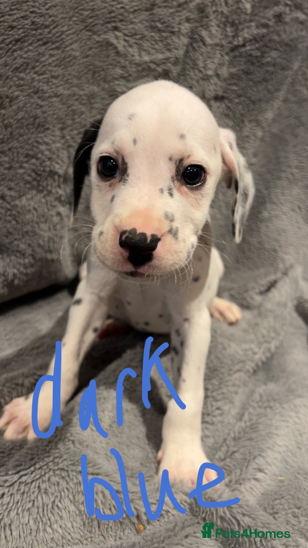 Mixed Breed dogs for sale: Dalmatianxboxer puppies  - Image 15