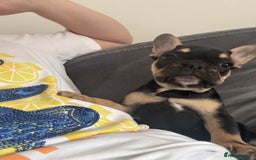 French Bulldog dogs for sale:  REDUCED, 1 GIRL LEFT French bulldog puppies  - Image 7