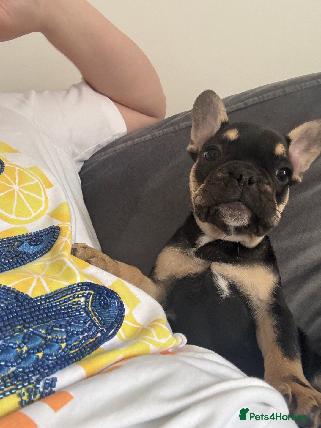 French Bulldog dogs for sale:  REDUCED, 1 GIRL LEFT French bulldog puppies  - Image 7