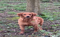 Golden Retriever dogs for sale: Working Golden Retriever - Image 2