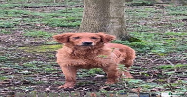 Golden Retriever dogs - Advert 14