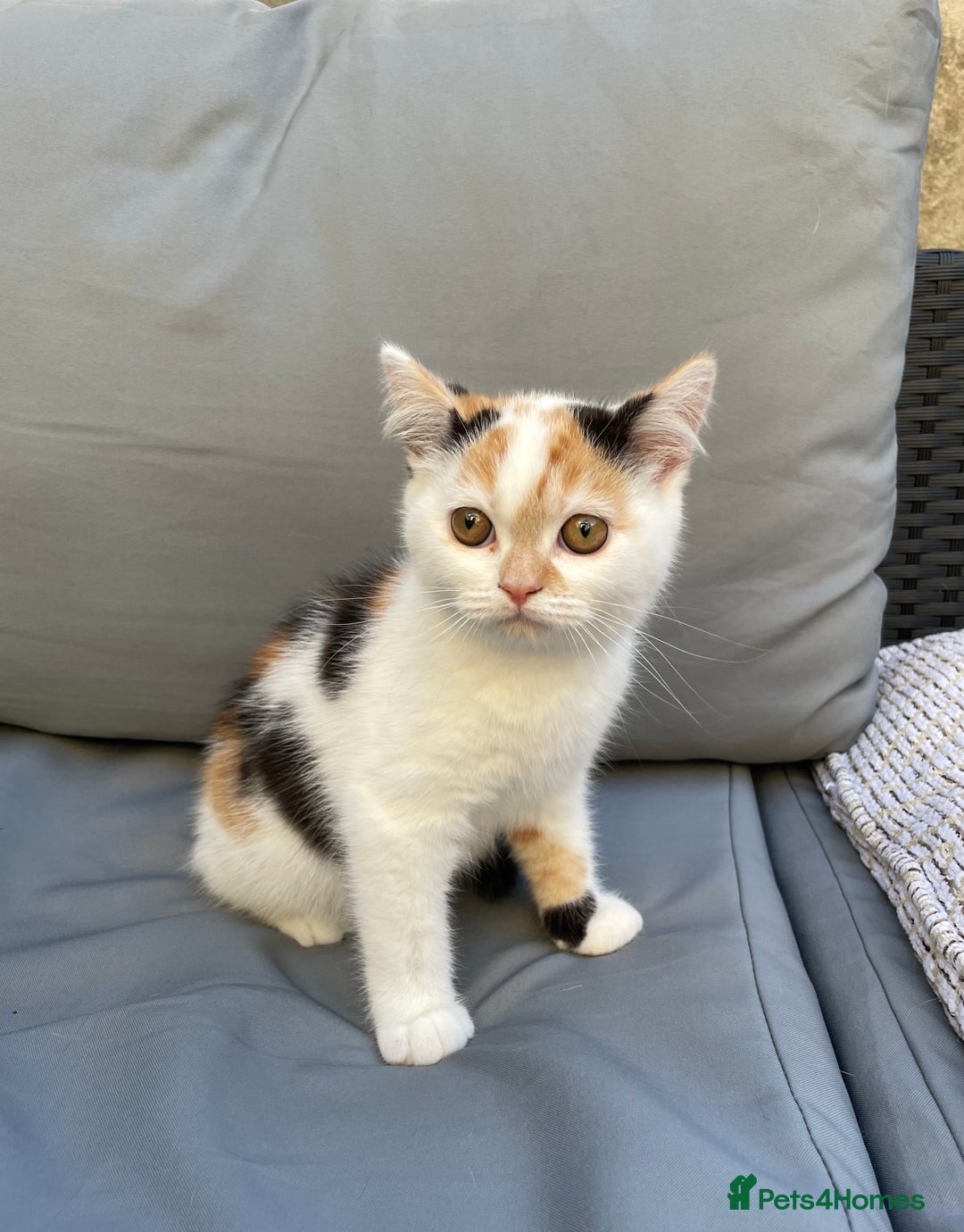 British Shorthair cats for sale: Offers accepted! Last of her litter! - Image 5