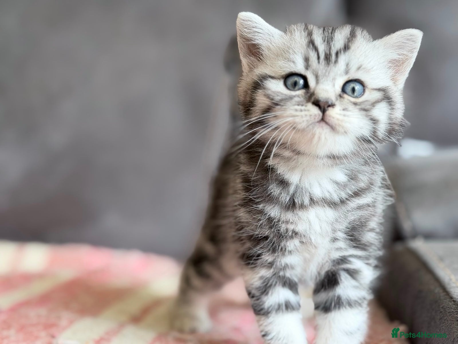British Shorthair cats GCCF reg BSH BLACK SILVER TABBY KITTENS - Advert 1
