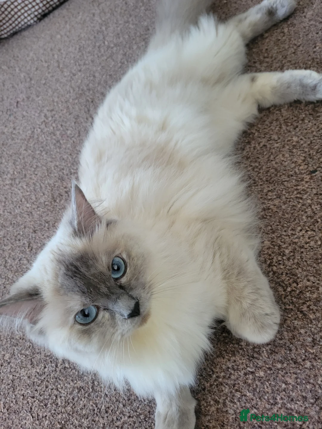 Ragdoll cats for sale: 4 Adorable Ragdoll Kittens - Advert 27
