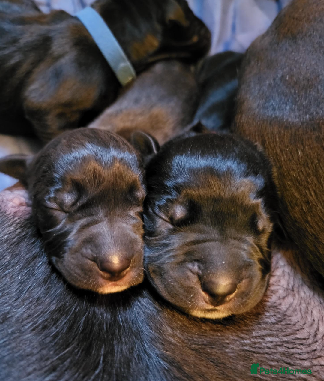 Mixed Breed dogs for sale: Alaunt type dogs - Advert 7