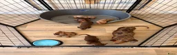 Dachshund dogs for sale: Dachsuand  - Advert 7