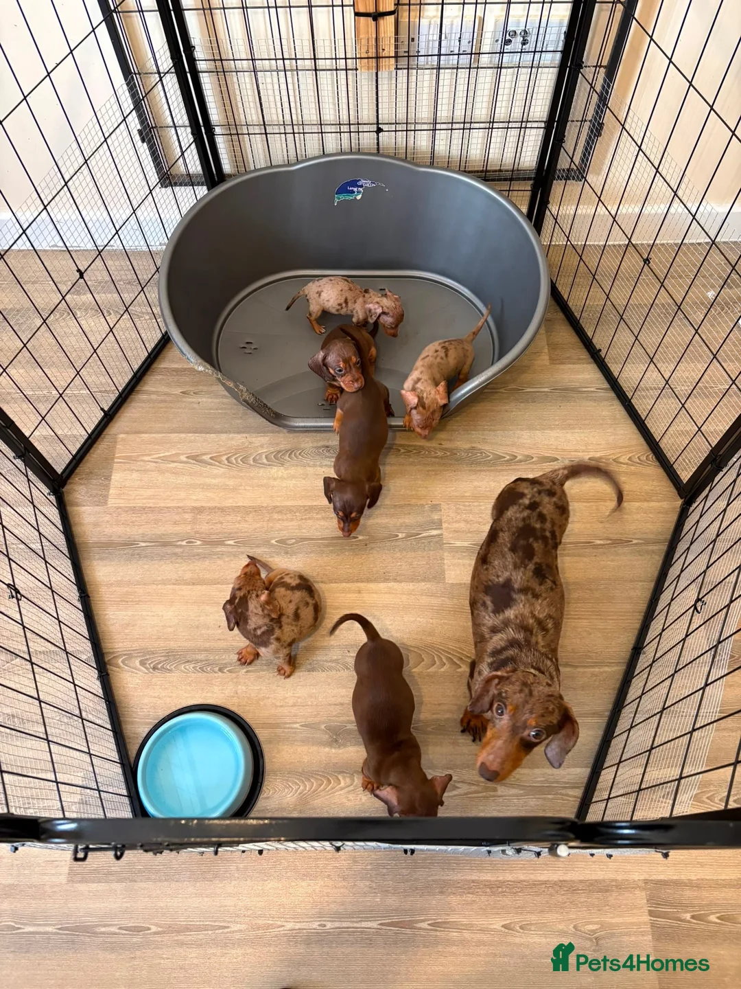 Dachshund dogs for sale: Dachsuand  - Advert 7