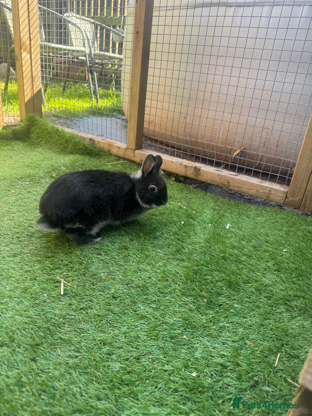 Netherland Dwarf rabbits for sale: Full set up and rabbit  - Image 3