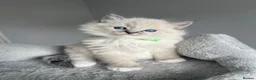 Ragdoll cats for sale: GCCF ragdoll kittens for sale - Advert 37