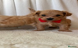 Maltipoo dogs for sale: F1 beautiful maltipoo baby’s 🩵🩷 - Image 5