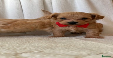 Maltipoo dogs - Advert 3