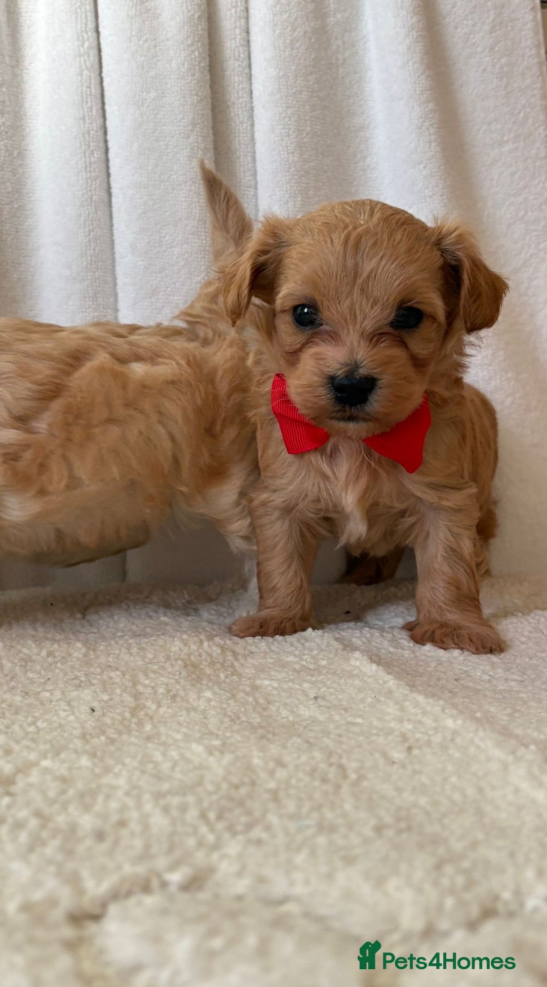 Maltipoo dogs for sale: F1 beautiful maltipoo baby’s 🩵🩷 - Image 5