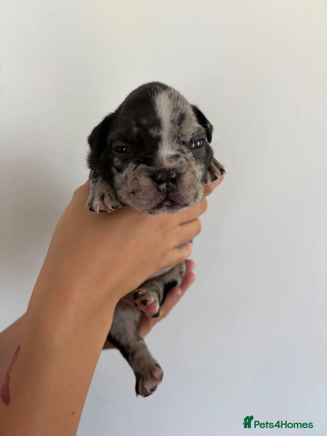 American Bully dogs for sale: 🧬 STUNNING CHUNKY POCKET BULLYS 🏆  - Advert 2