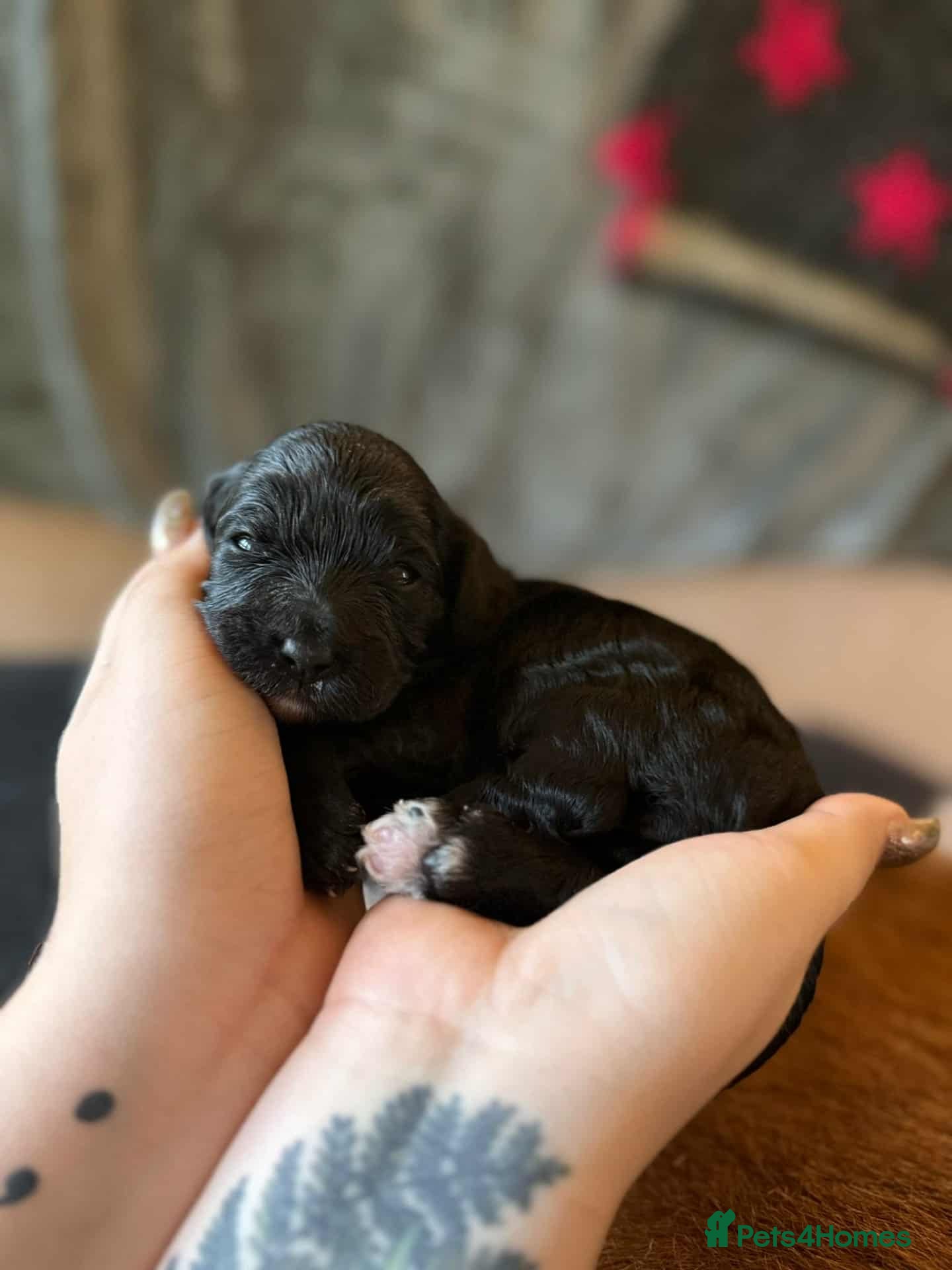 Cavapoo dogs Adorable F1 Cavapoo puppies. Fully health tested. - Advert 11