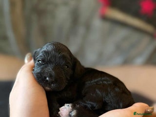 Cavapoo dogs Adorable F1 Cavapoo puppies. Fully health tested. - Advert 2