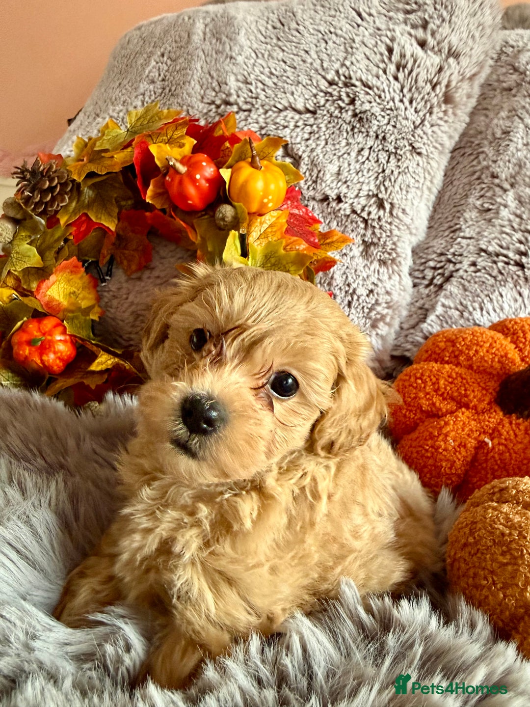 Maltipoo dogs for sale: F1 Beautiful Maltipool Puppies - Advert 32