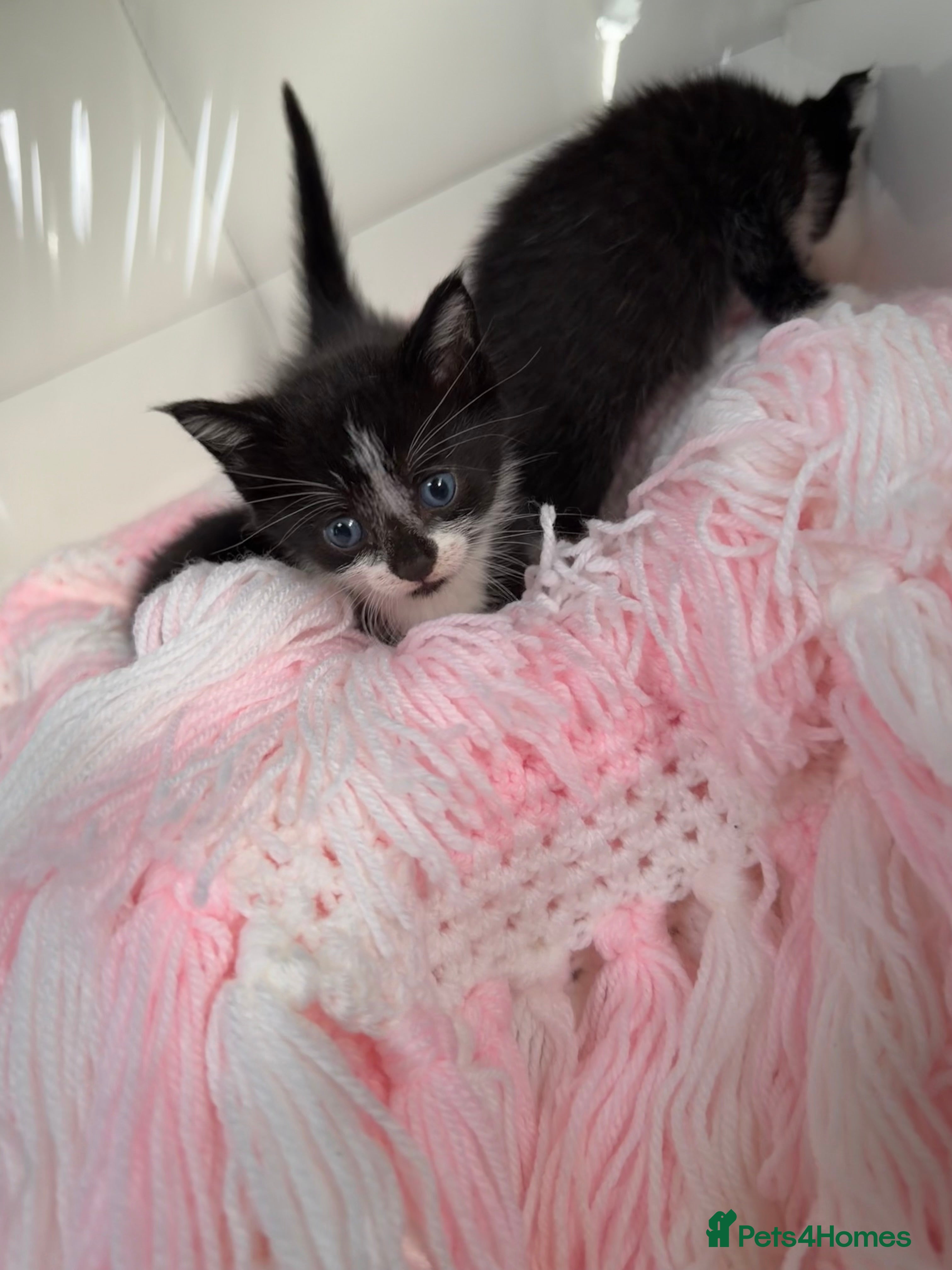 Mixed Breed cats Kittens looking for forever homes - Advert 2