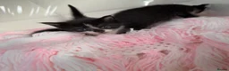 Mixed Breed cats for sale: Kittens looking for forever homes in Edinburgh - Advert 1