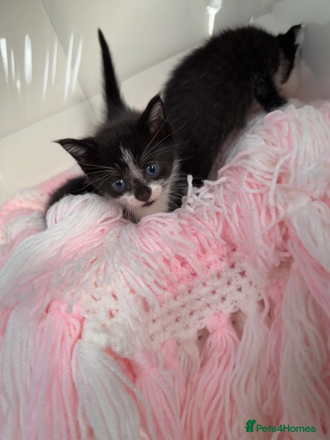 Mixed Breed cats for sale: Kittens looking for forever homes in Edinburgh - Advert 1