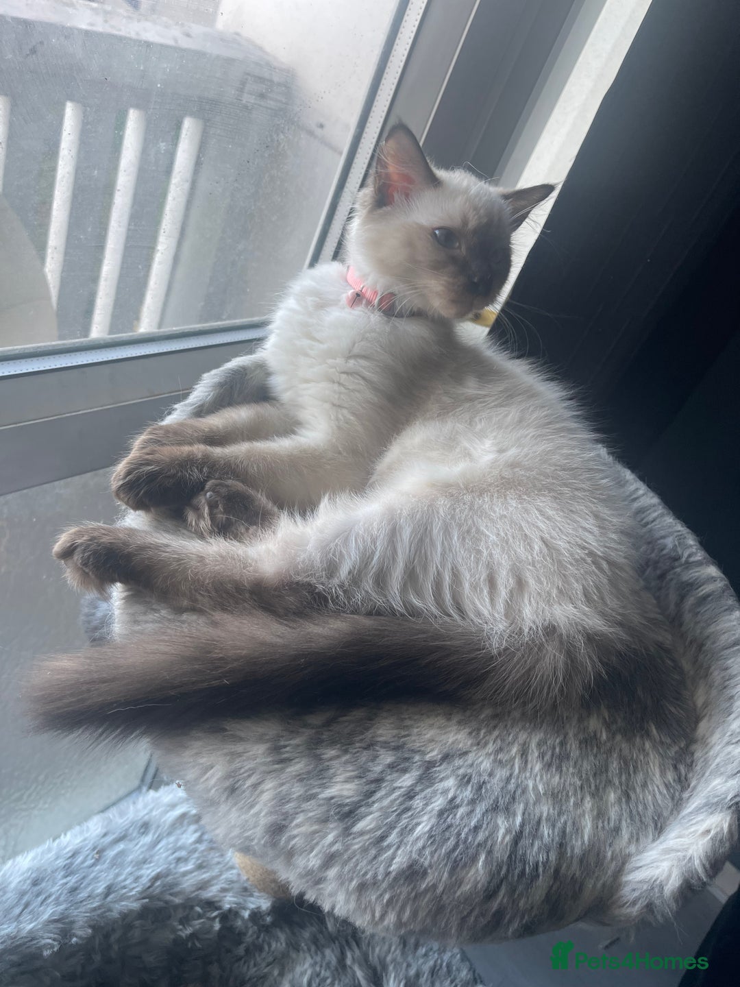 Ragdoll cats for sale: 3 beautiful ragdoll kittens  - Advert 4