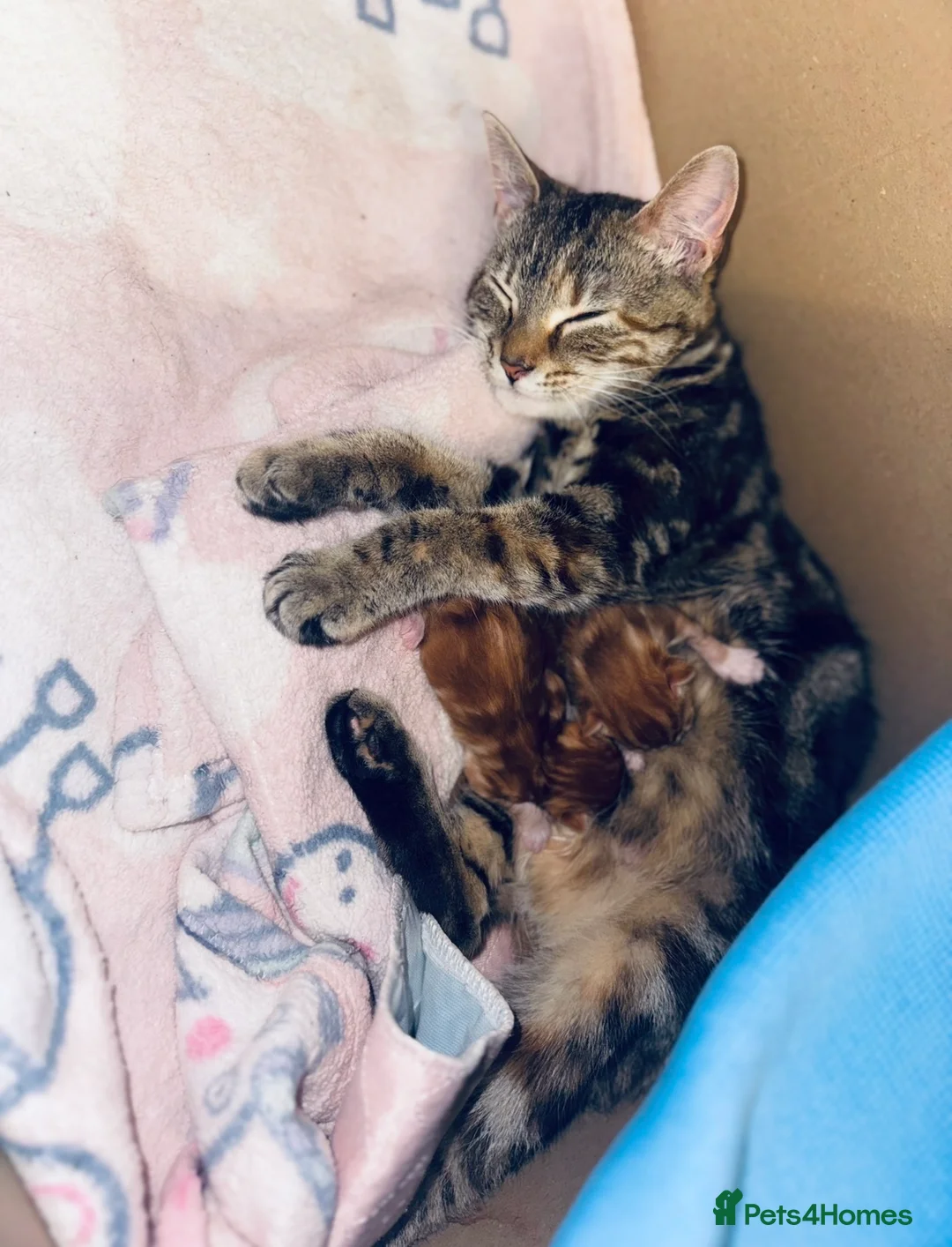 Mixed Breed cats for sale: Gorgeous Female Ginger Kitten  in Nantwich - Advert 8