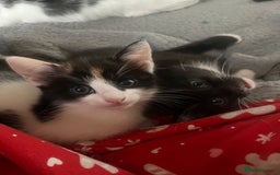Mixed Breed cats for sale: Kittens for sale  - Image 6