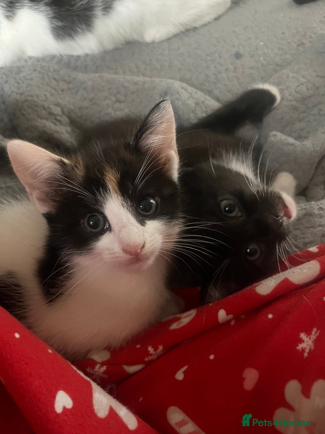 Mixed Breed cats for sale: Kittens for sale  - Image 6