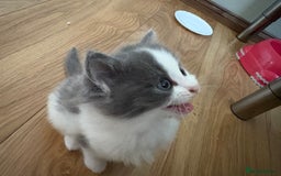 Mixed Breed cats for sale: Kittens for sale - Image 24