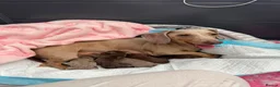 Miniature Dachshund dogs for sale: 🌟💙CHOCOLATE & TAN MINIATURE DACHSHUND MALE💙🌟 - Advert 12