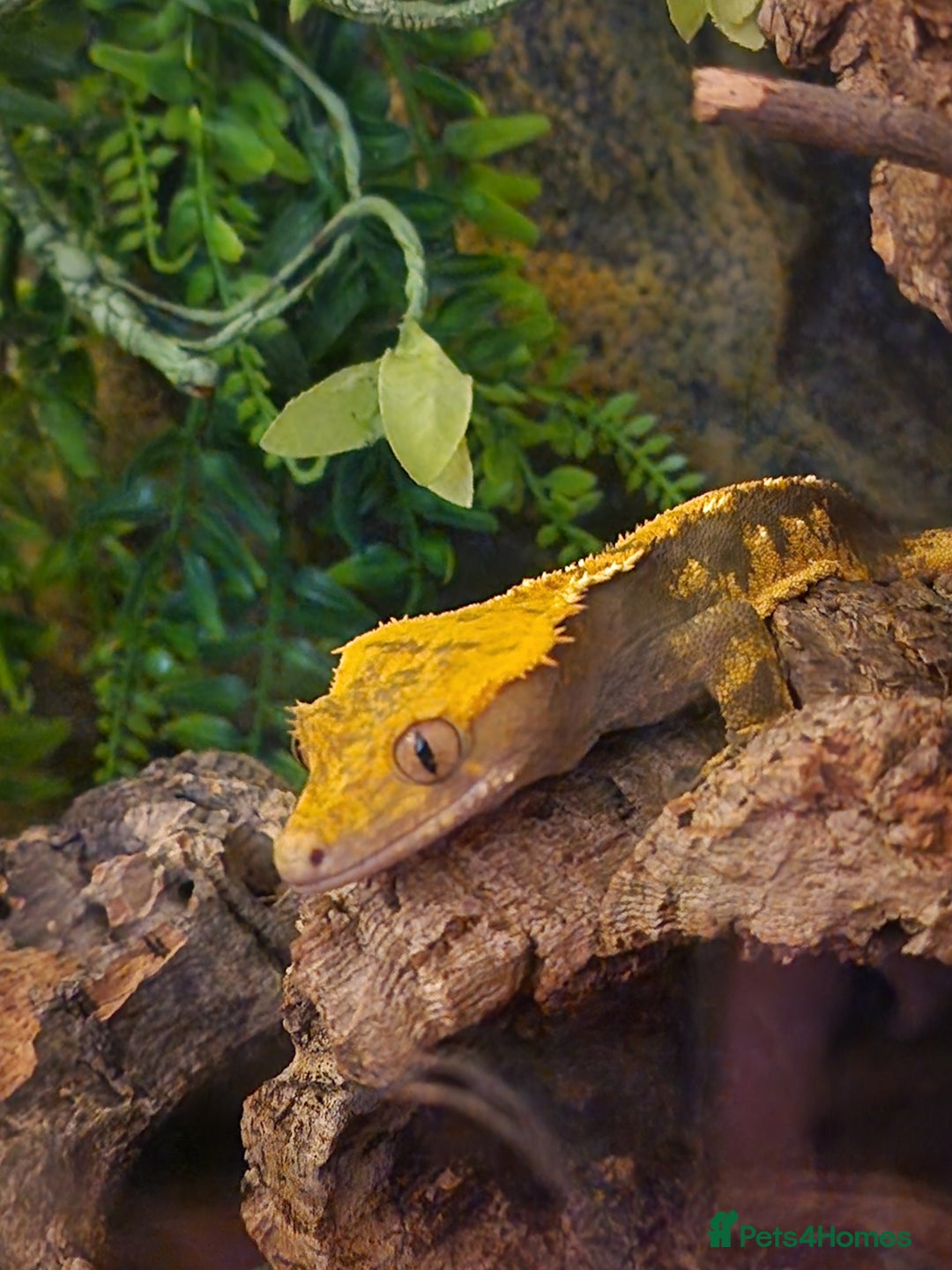 Gecko reptiles for sale: Crested gecko - Advert 2