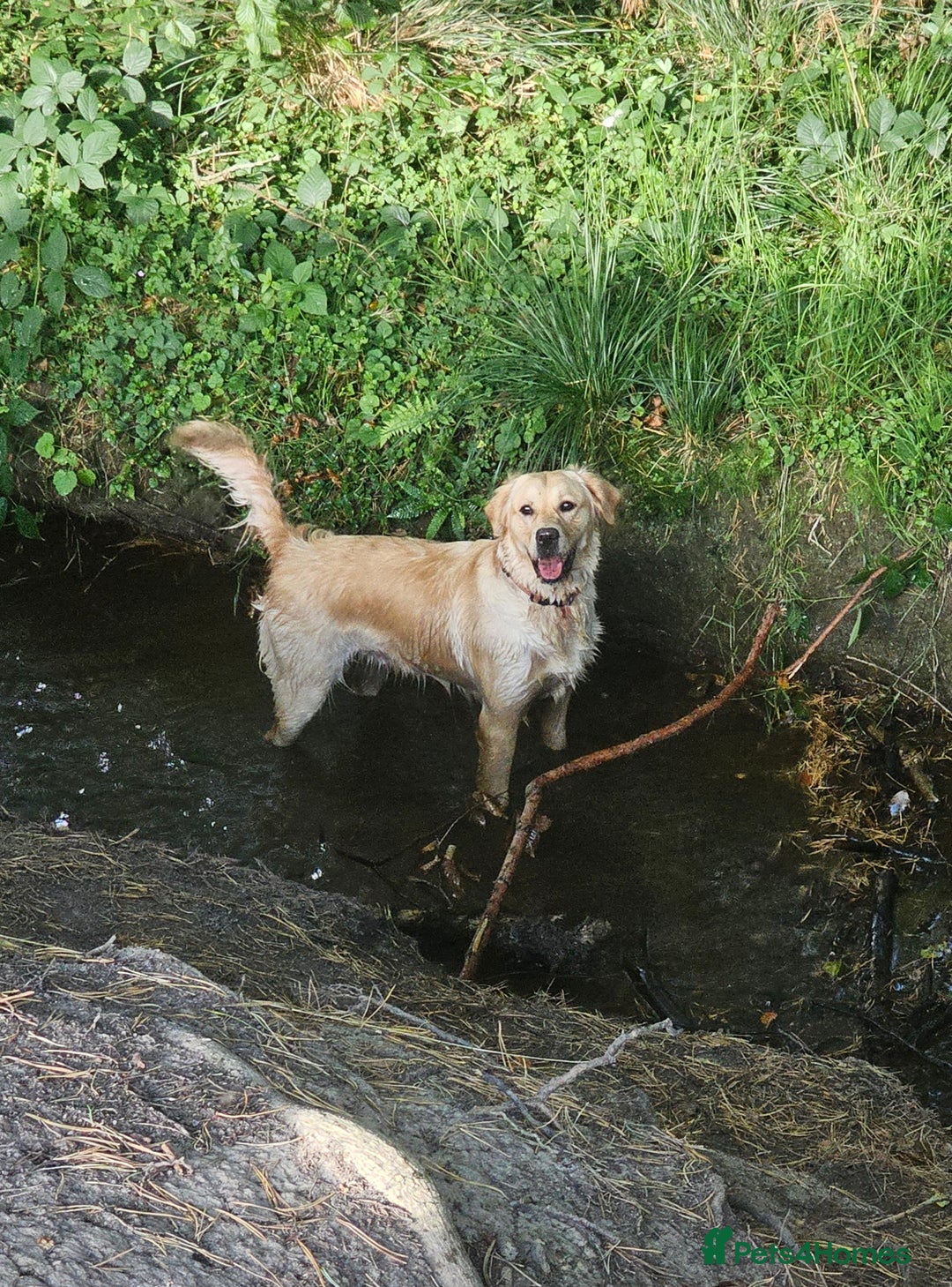 Golden Retriever dogs for sale: Forthcoming long awaited litter - Advert 11